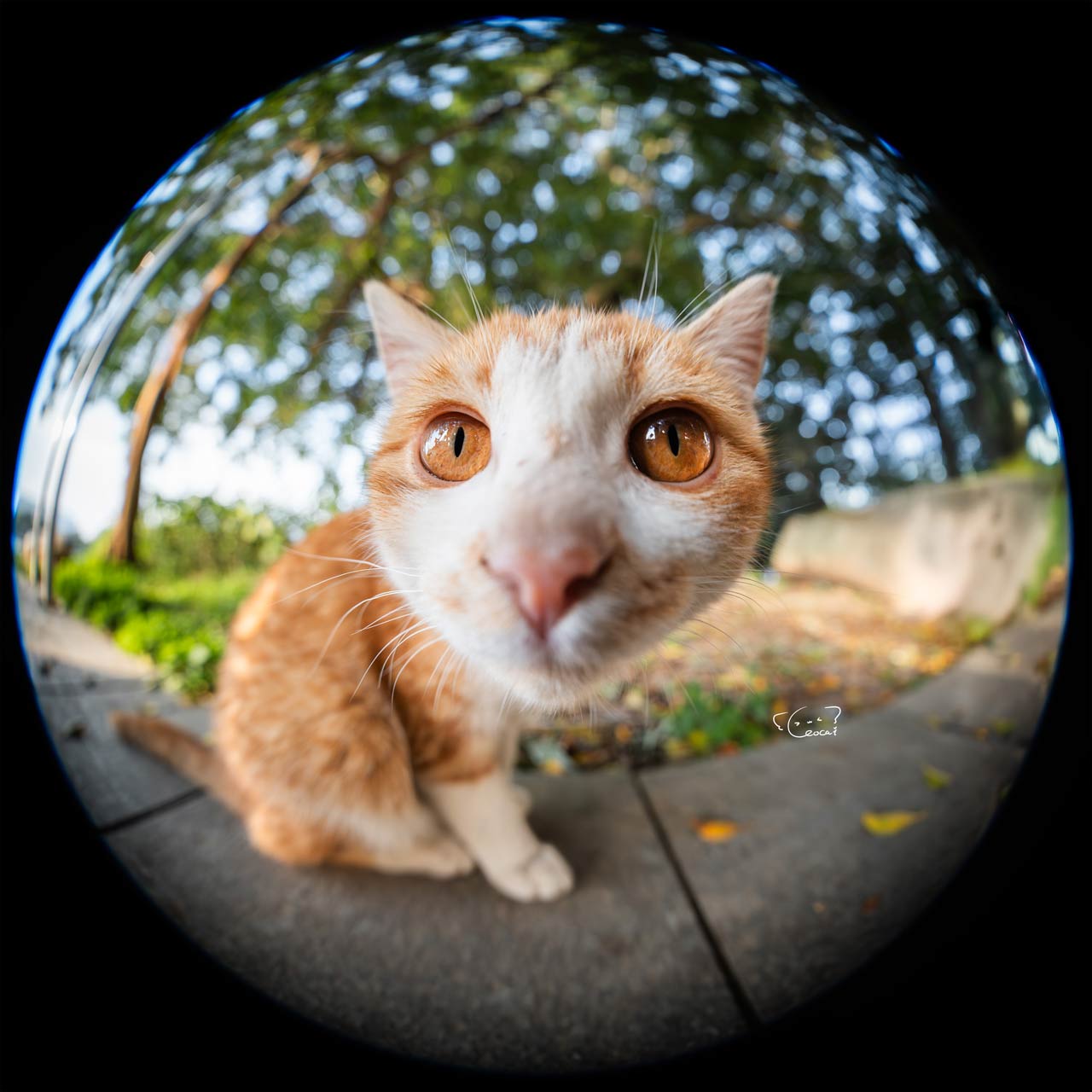 2560626_LAOWA_8-15mmF2-ZoomFisheye_06