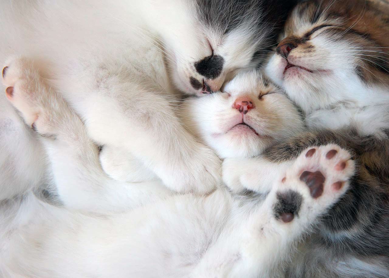 250718_CPplus2026_03