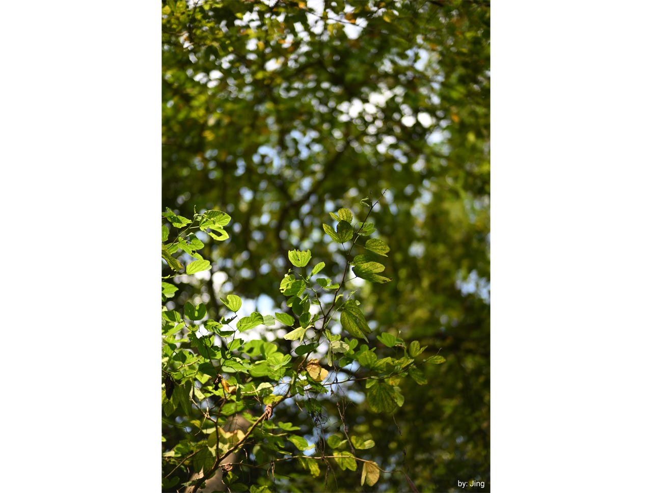 250718_Noxlux-DG50F12_07