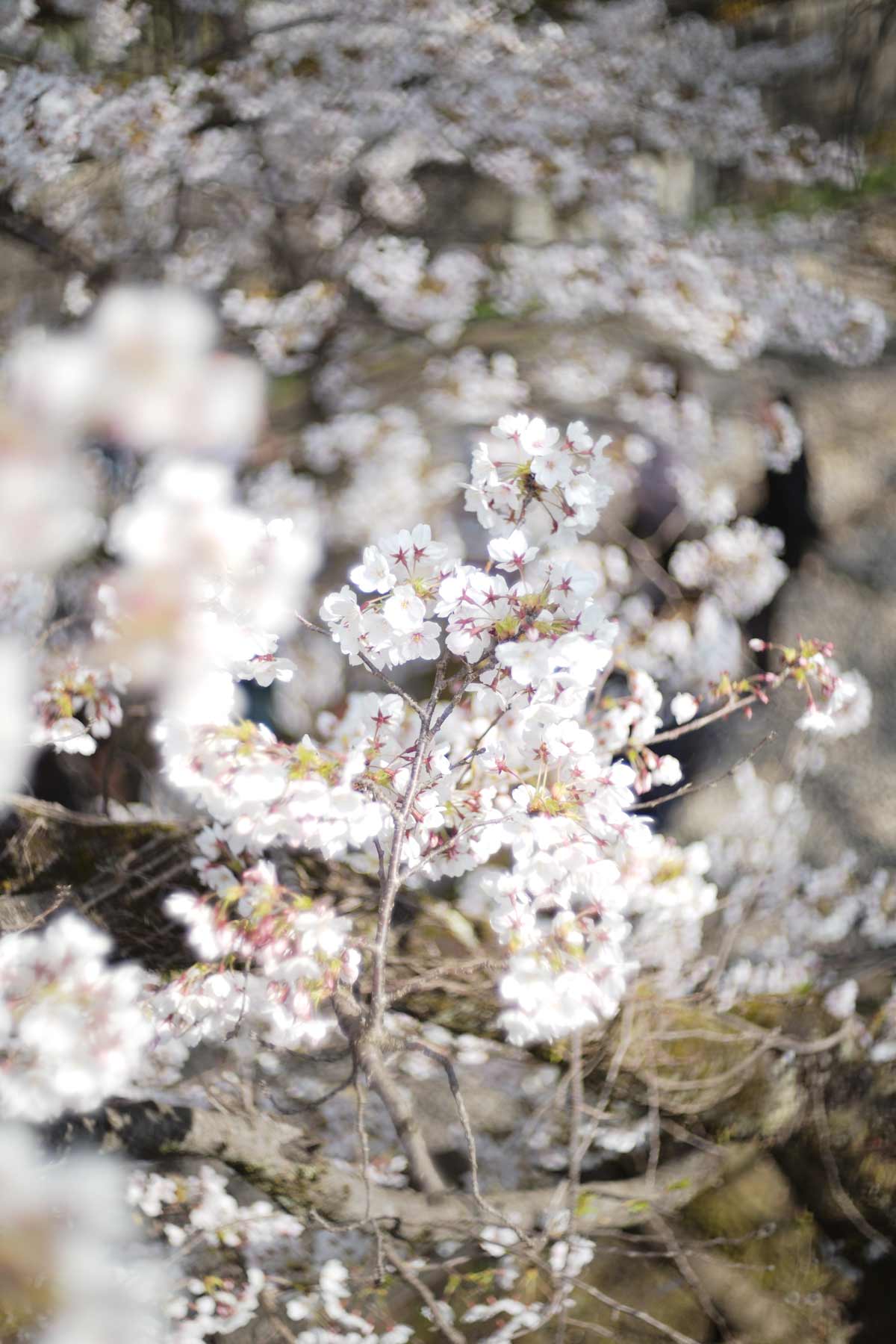 250725_LIGHTLENSLAB_M50_04