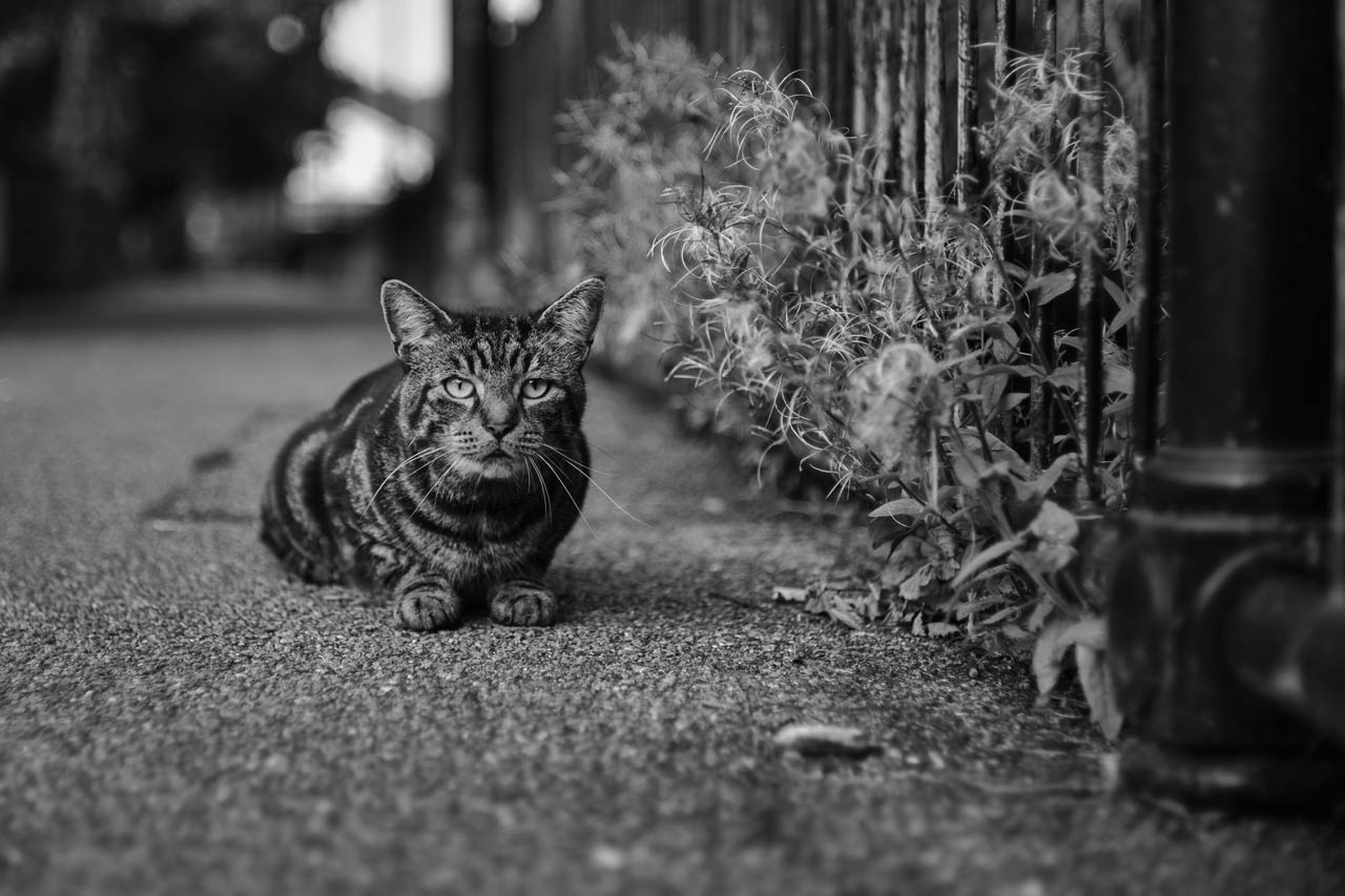 250806_35mmF14II_APS-C_05