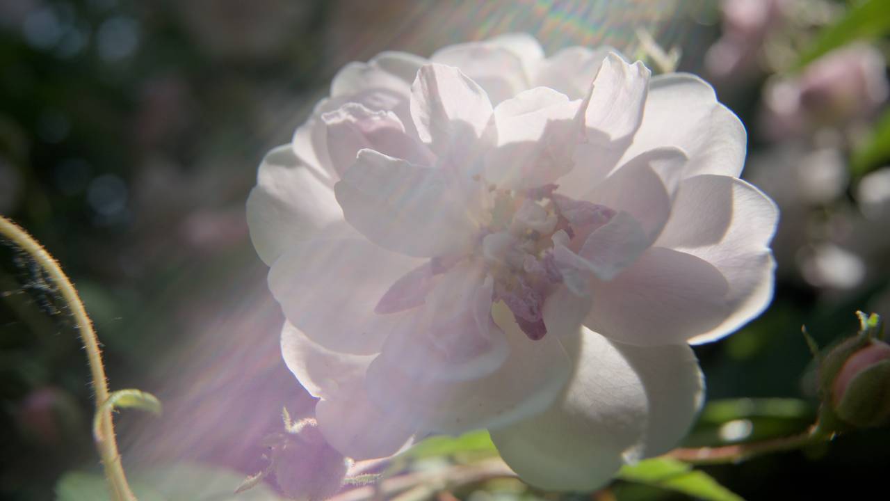 Leitz Cine Announces HEKTOR Series of Prime Lenses for Mirrorless Cameras