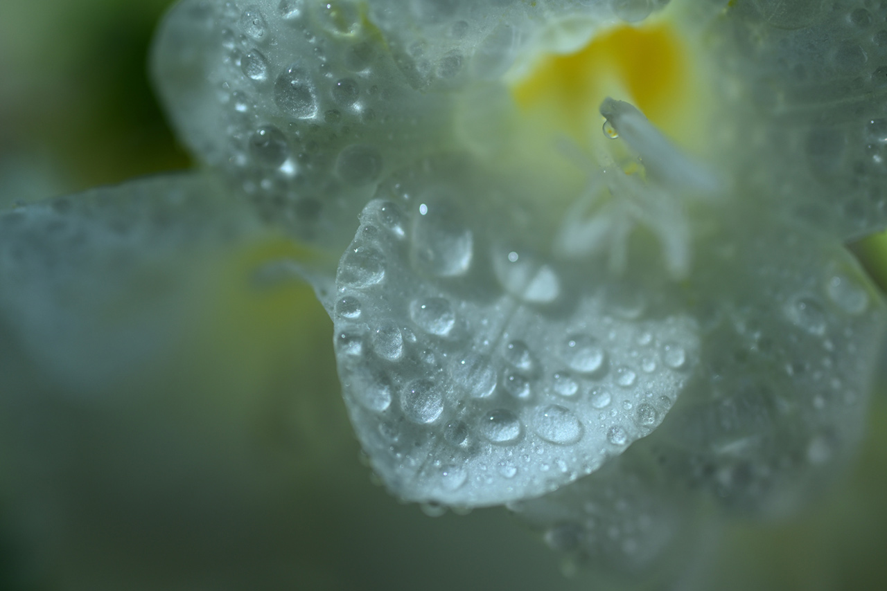 251016_NIKKOR-Z-DX-MC-35-f17_01nxDNvFf2