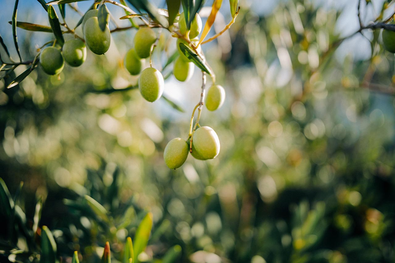 251017_Simera_06aJp6NtN2