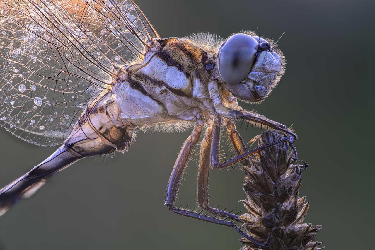 251030_Ultra-Macro-APO_02vpjjt3wS