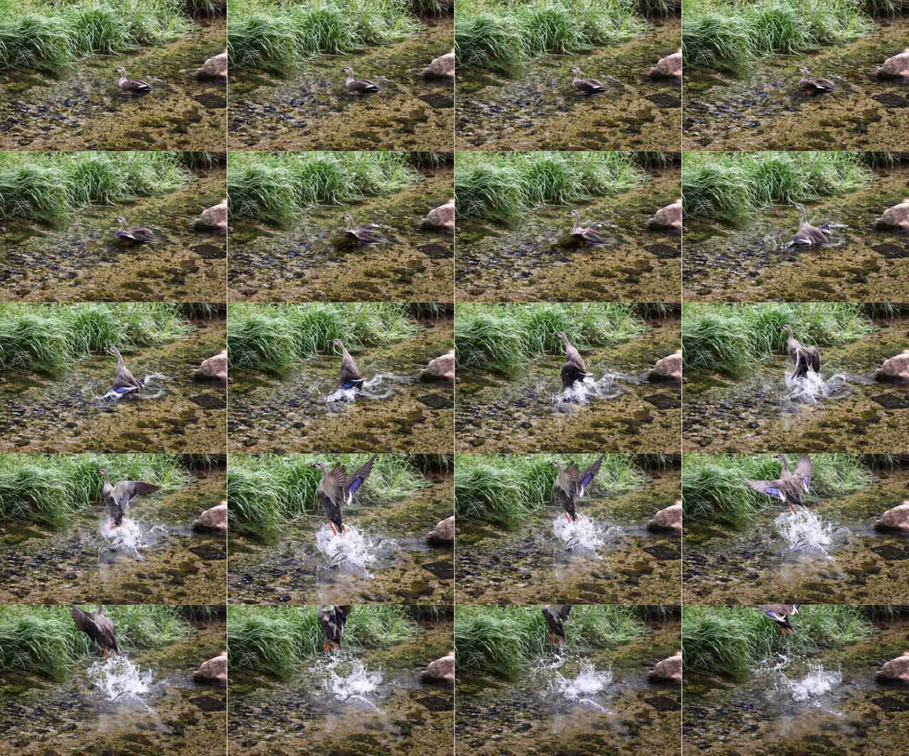 251125_Reviews_EOS-R6-MarkIII_05