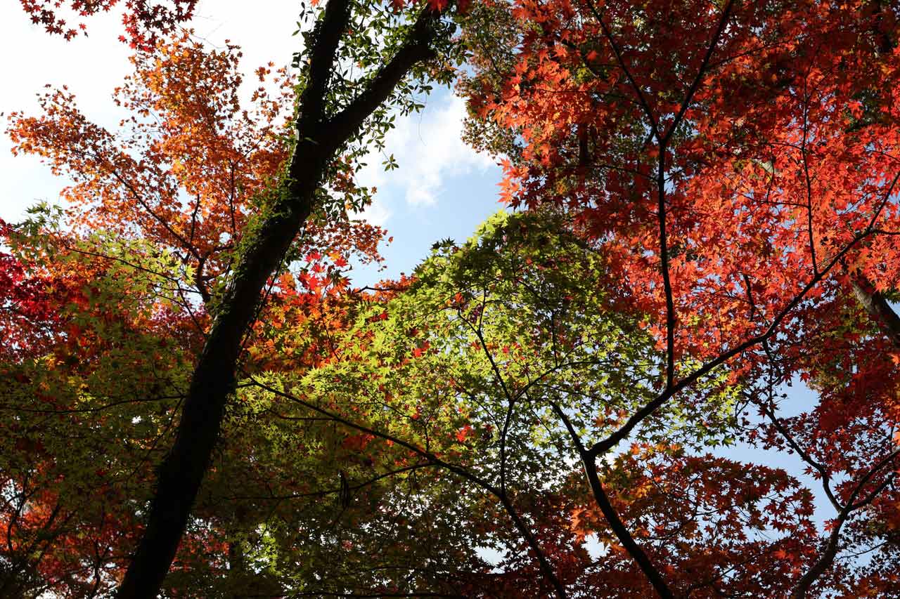 251125_Reviews_EOS-R6-MarkIII_08p2YAtke5