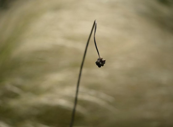 岡本洋子写真展「新・植物百景」、ニコンプラザ東京・大阪を巡回。植物の成長や季節変化を捉える