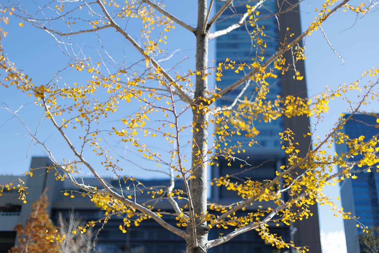 Review_Canon-RF45mm-F12-STM_19