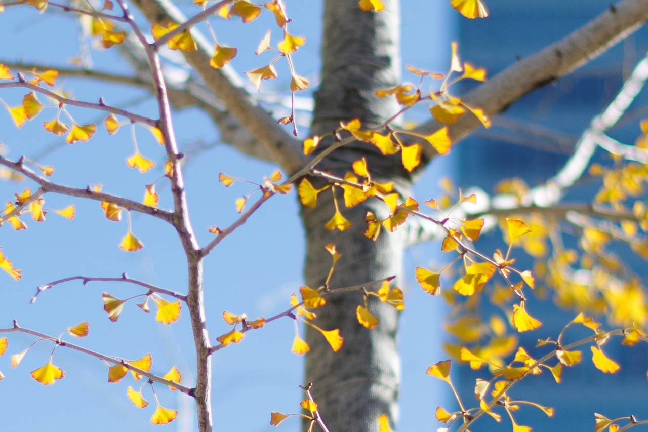 Review_Canon-RF45mm-F12-STM_20