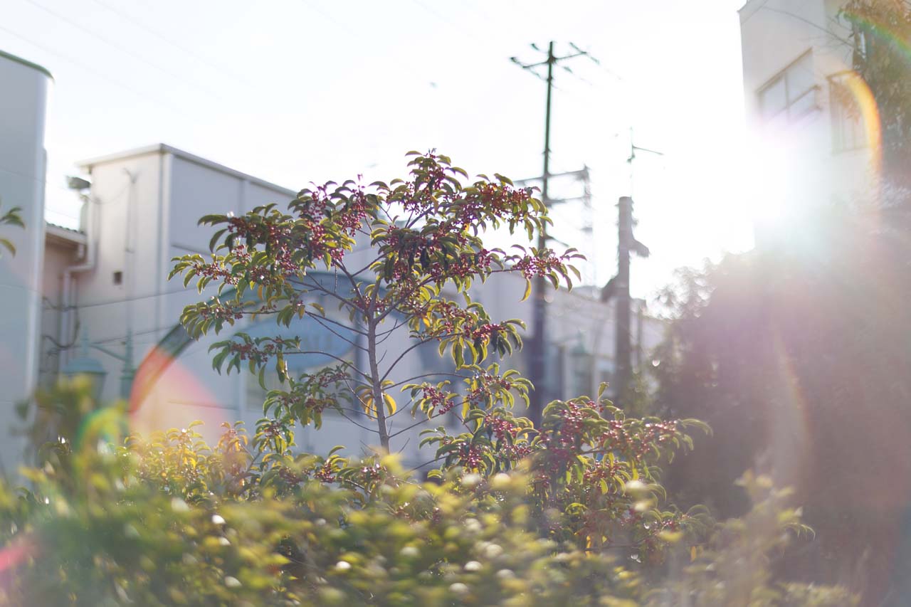 Review_Canon-RF45mm-F12-STM_26