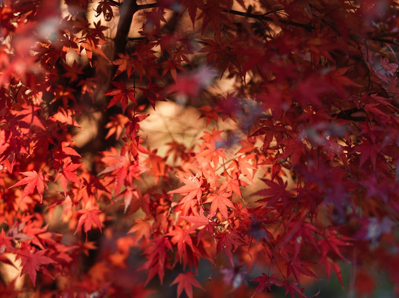 260105_ANTHOLOGY_h5d-60_14