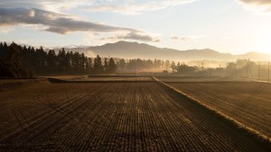 シグマ、会津地域での米づくりを開始