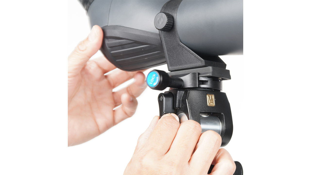 260212_AvocetTarsusII_02I3IEk8P3