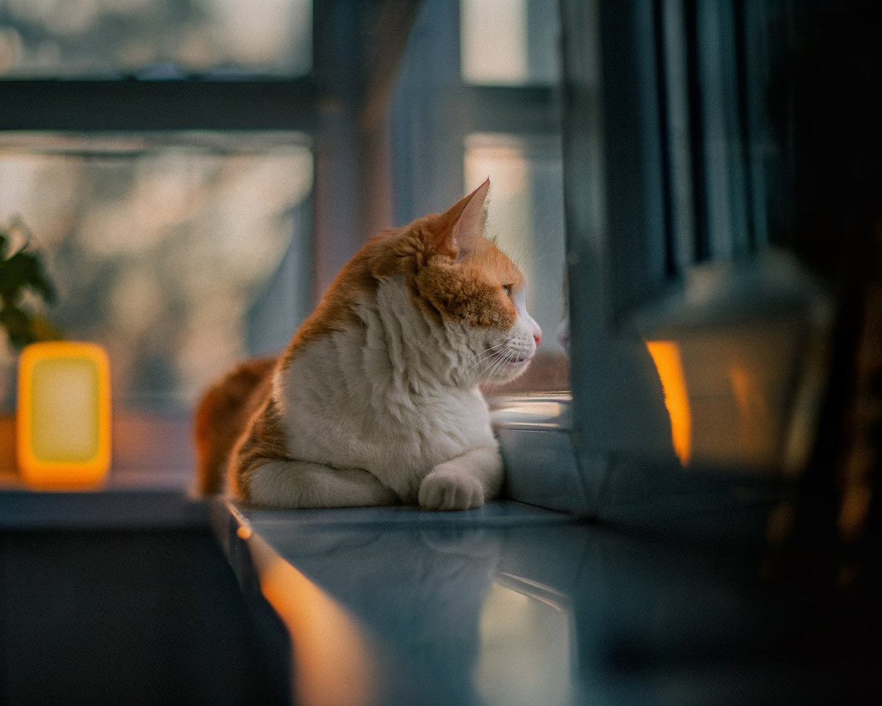 260313_7Artisans_50mmF12_04