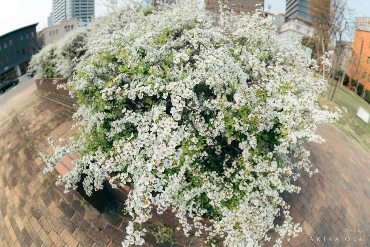 260403_Review_FISHEYE-STM_11