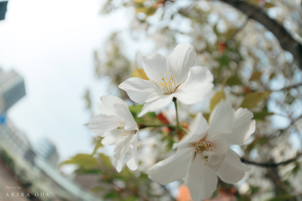 260403_Review_FISHEYE-STM_18