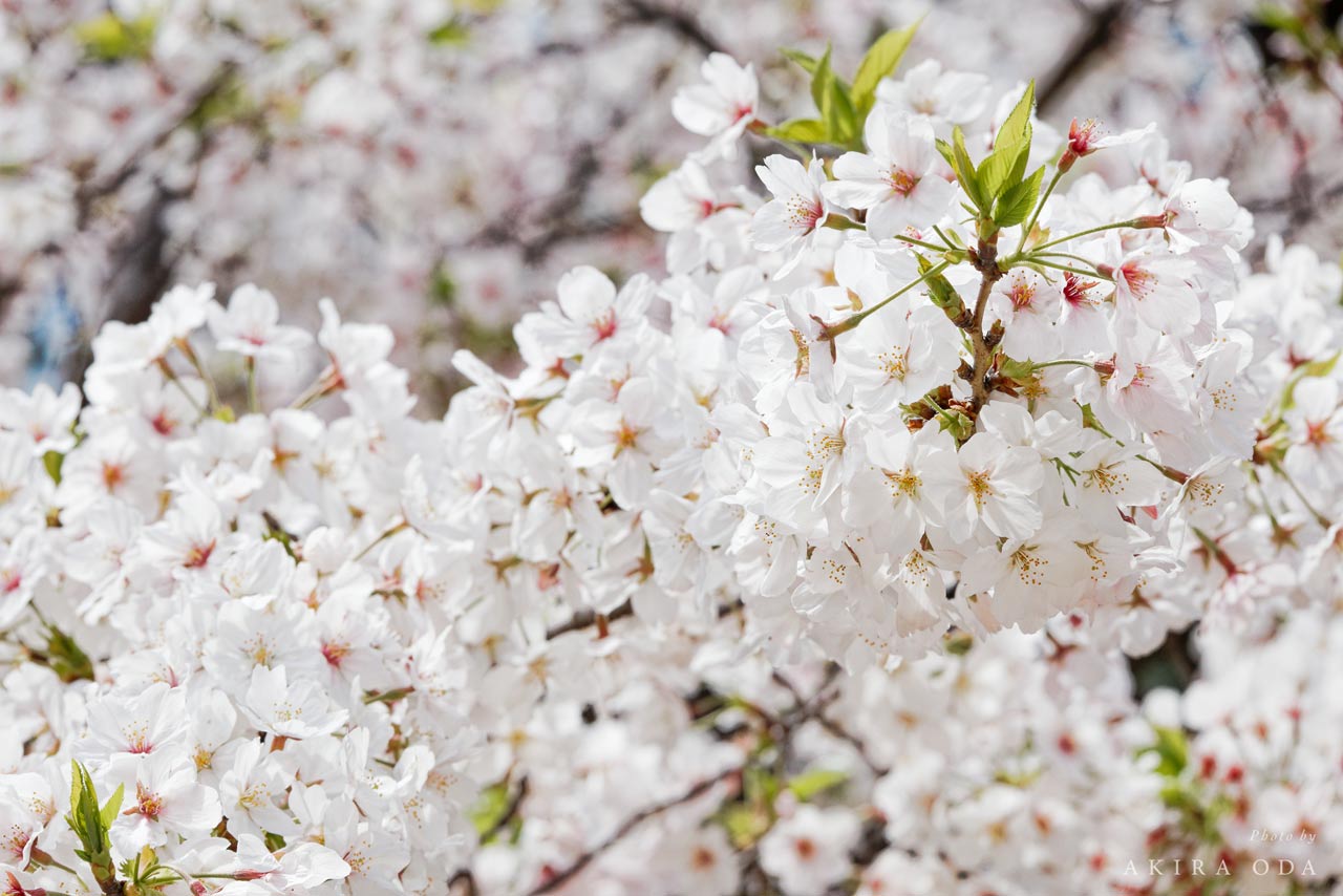 Review_EOS-R50-V_10KYgfmhl2