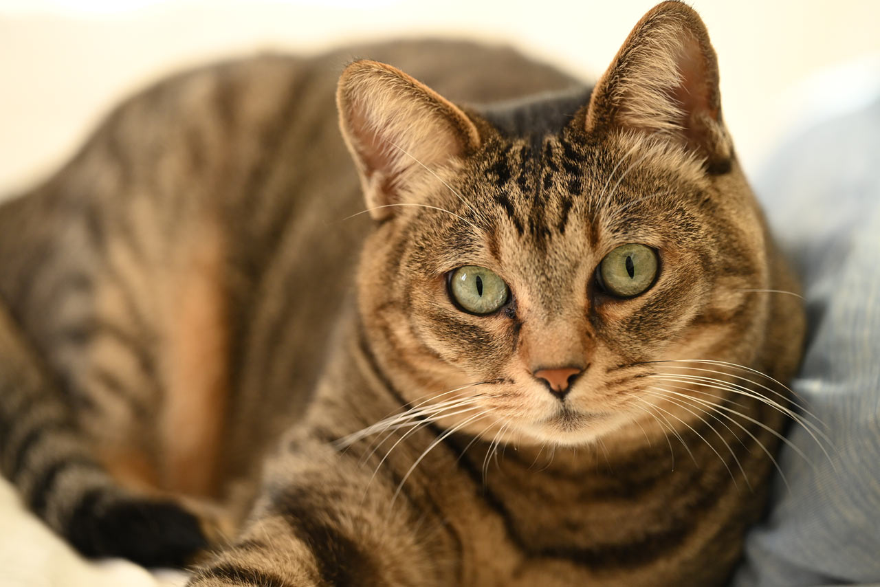 Review_NIKKOR-Z-70-200-f28-VR-S-II_03