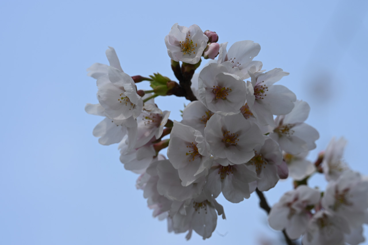 Review_NIKKOR-Z-70-200-f28-VR-S-II_06