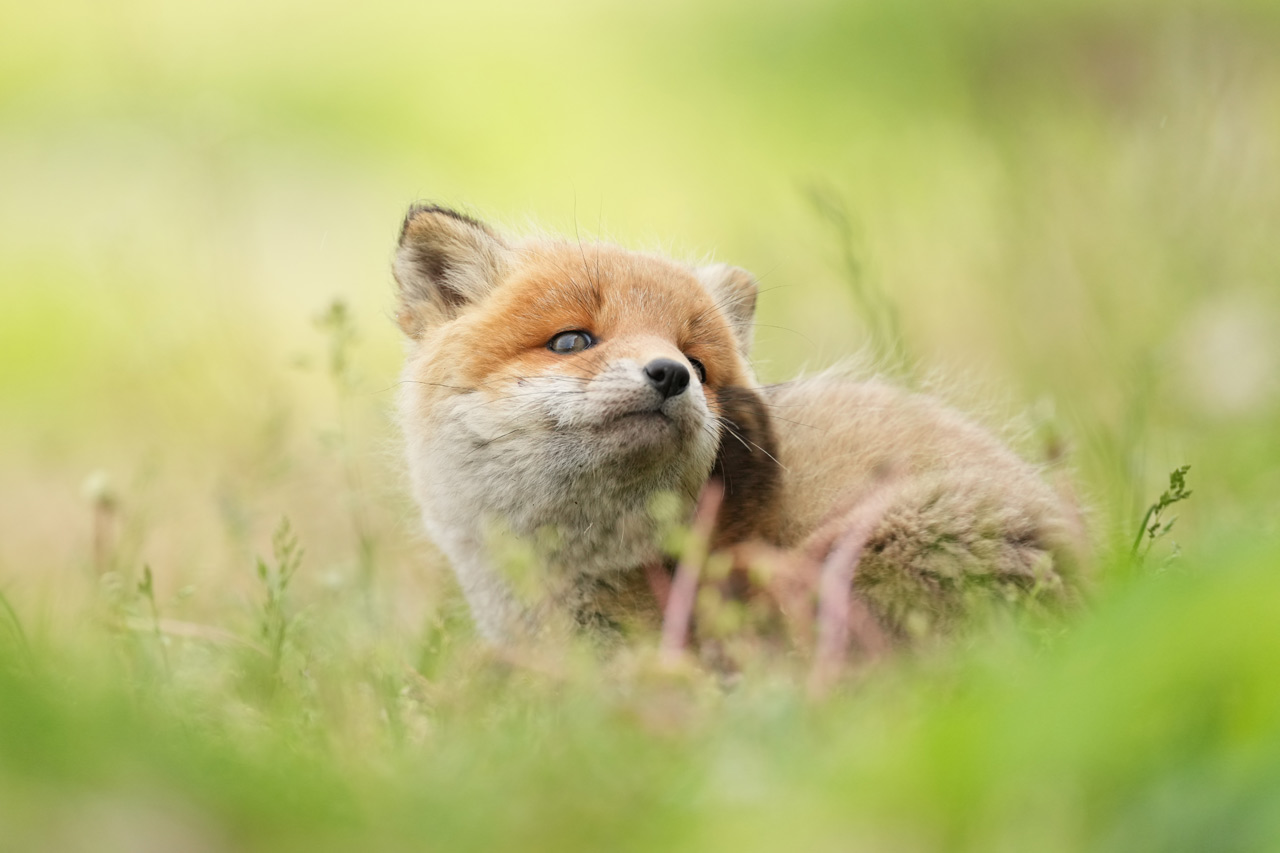 SONY_FE400-600_02Dg33dpwk