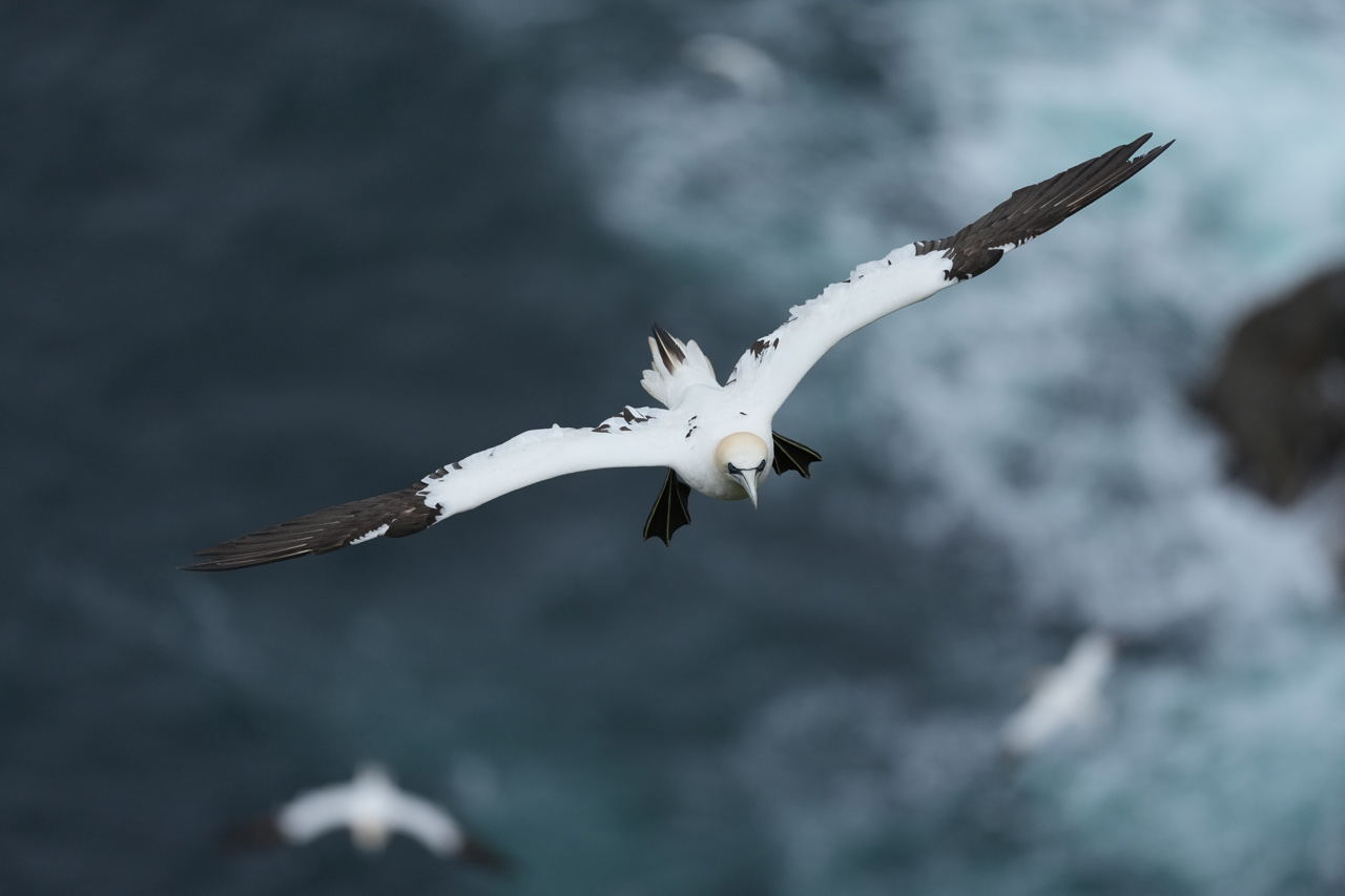 SONY_FE400-600_03YmkYcRlQ