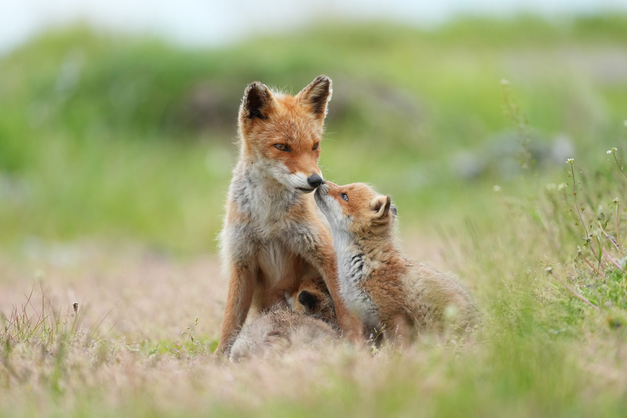 SONY_FE400-600_06